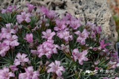 霍氏彩花Acantholimon hohenackeri