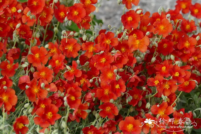 ‘火龙’半日花Helianthemum ‘Fire Dragon’