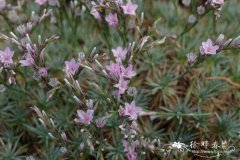 利特维彩花Acantholimon litvinovii