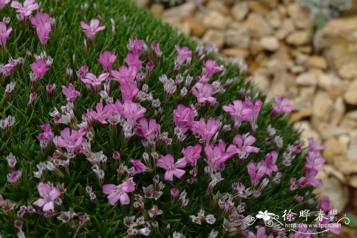 克里特彩花Acantholimon ulicinum var. creticum