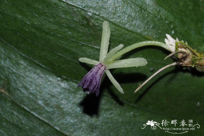 扭叶假叶树Ruscus streptophyllus
