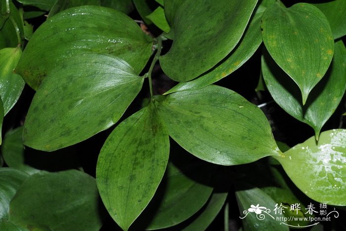 扭叶假叶树Ruscus streptophyllus