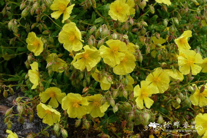 开纳半日花Helianthemum canum