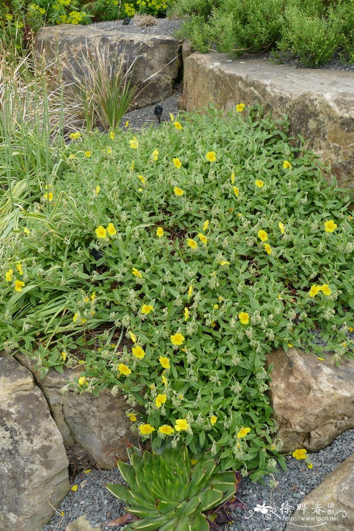 橙黄半日花Helianthemum croceum