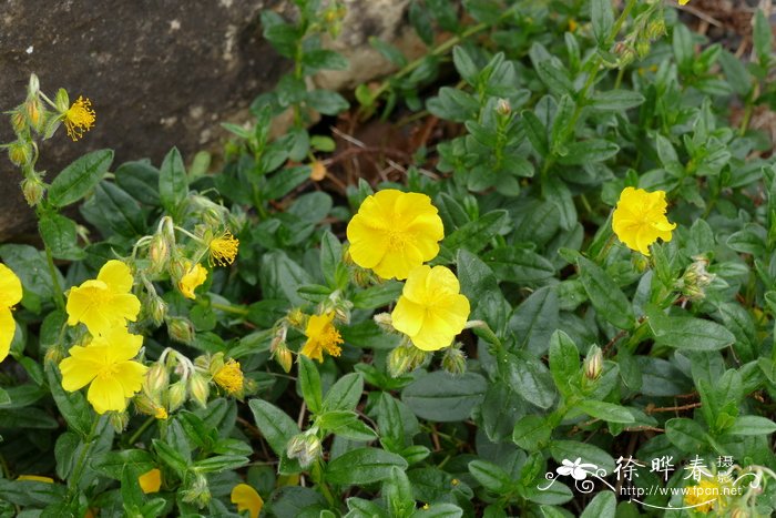 大花半日花Helianthemum grandiflorum