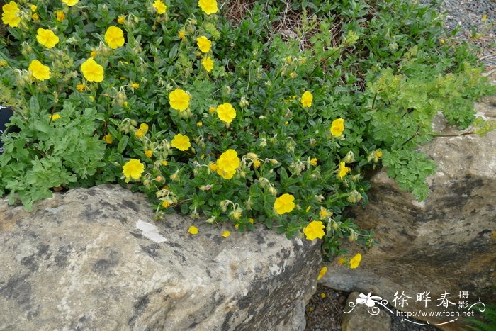 大花半日花Helianthemum grandiflorum