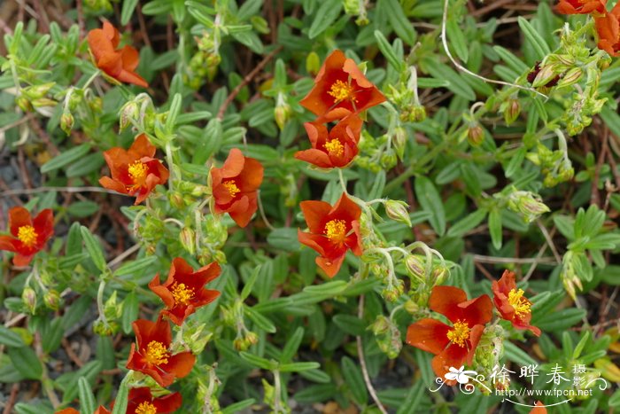 狭叶半日花Helianthemum leptophyllum
