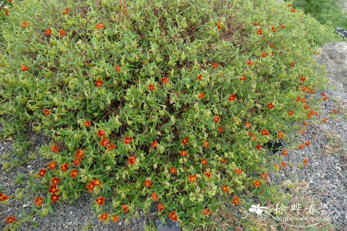 狭叶半日花Helianthemum leptophyllum