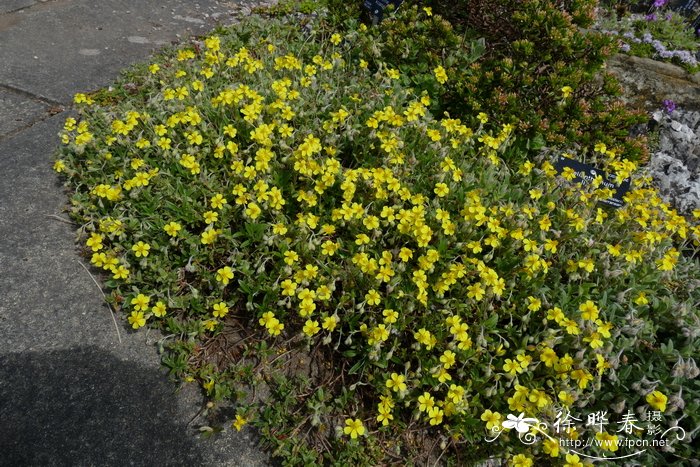 利比半日花Helianthemum lippii