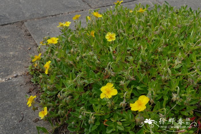 卵叶半日花Helianthemum nummularium subsp. obscurum
