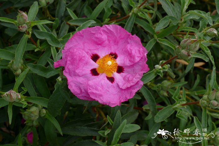 紫花岩蔷薇cistus purpureus半日花科岩蔷薇属