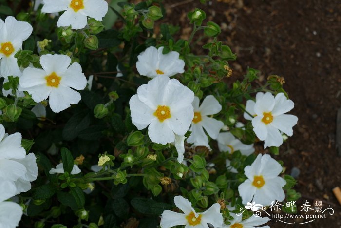 芳香岩蔷薇cistus libanotis半日花科岩蔷薇属