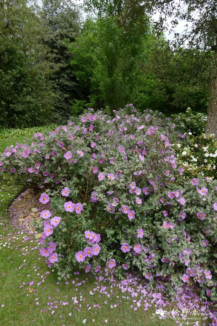 白毛叶岩蔷薇Cistus albidus
