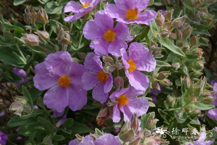 波叶岩蔷薇cistus crispus半日花科岩蔷薇属