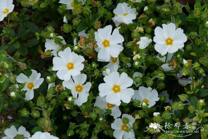 芳香岩蔷薇cistuslibanotis