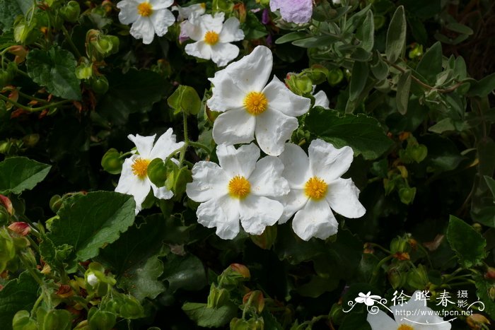 半日花科岩蔷薇属 蒙彼利埃山岩蔷薇cistus monspeliensis
