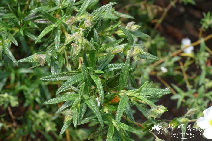 蒙彼利埃山岩蔷薇Cistus monspeliensis