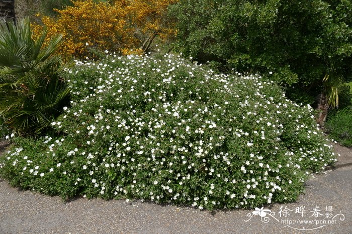 钝叶岩蔷薇Cistus obtusifolius