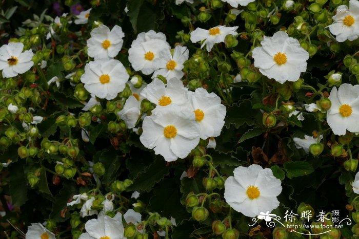 白杨叶岩蔷薇cistus populifolius半日花科岩蔷薇属
