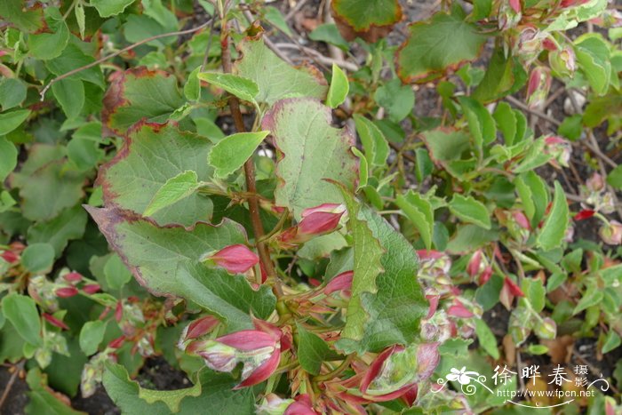 白杨叶岩蔷薇cistuspopulifolius