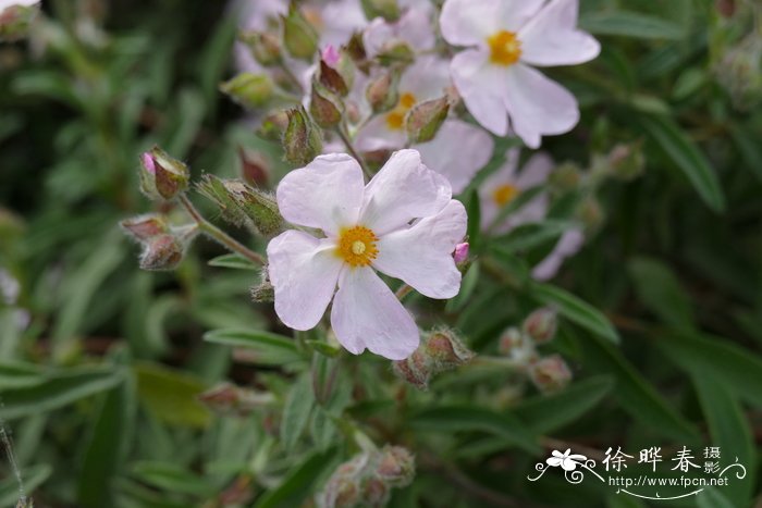 鼠尾草叶岩蔷薇cistussalviifolius