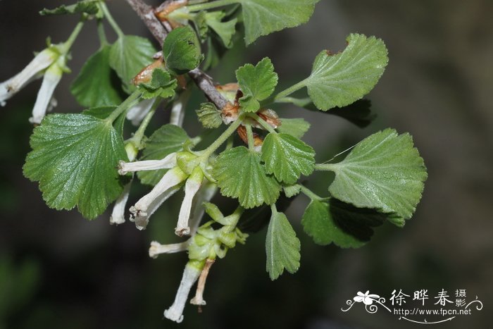 蜡叶茶藨子Ribes cereum