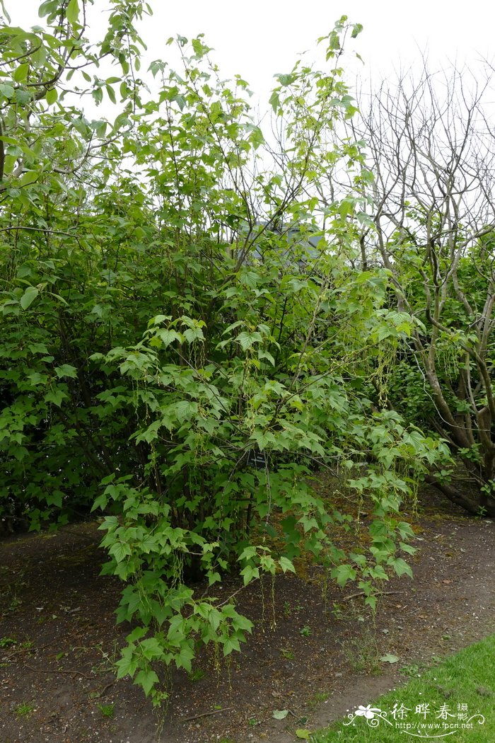 长序茶藨子Ribes longeracemosum