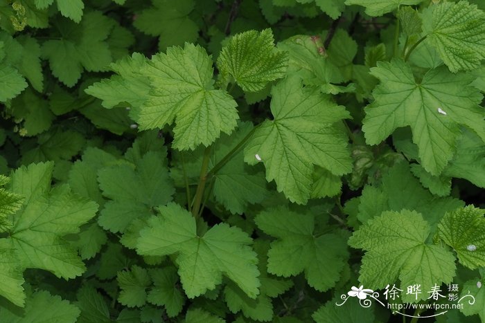 红茶藨子Ribes rubrum