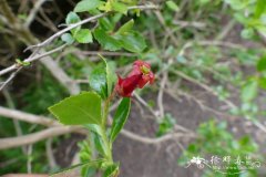 '詹姆斯斯莱特'南鼠刺Escallonia 'James Slater'