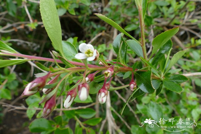 '詹姆斯斯莱特'南鼠刺Escallonia 'James Slater'