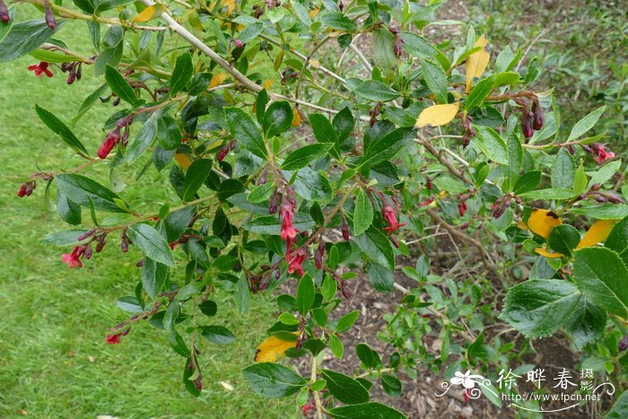 大花南鼠刺Escallonia rubra var. macrantha