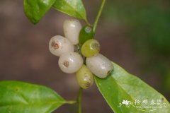 粗丝木 Gomphandra tetrandra