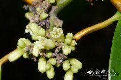 琼榄Gonocaryum lobbianum
