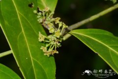 柳叶五层龙 Salacia cochinchinensis