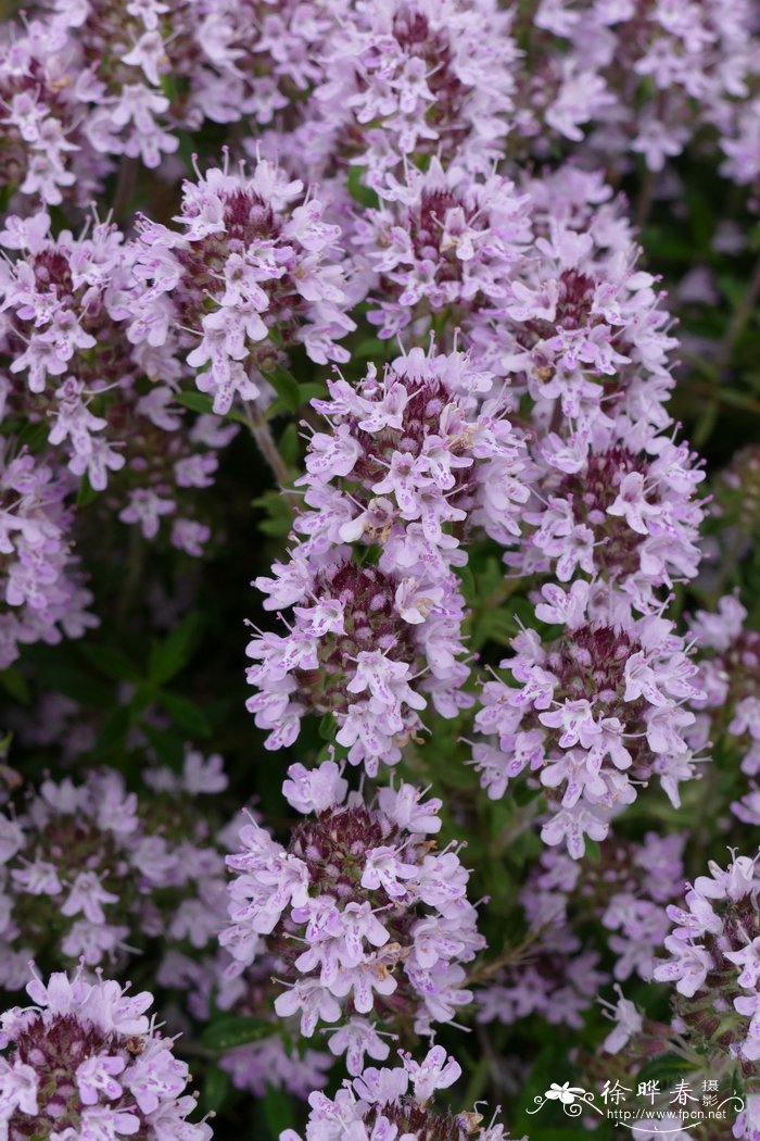 异株百里香thymus marschallianus
