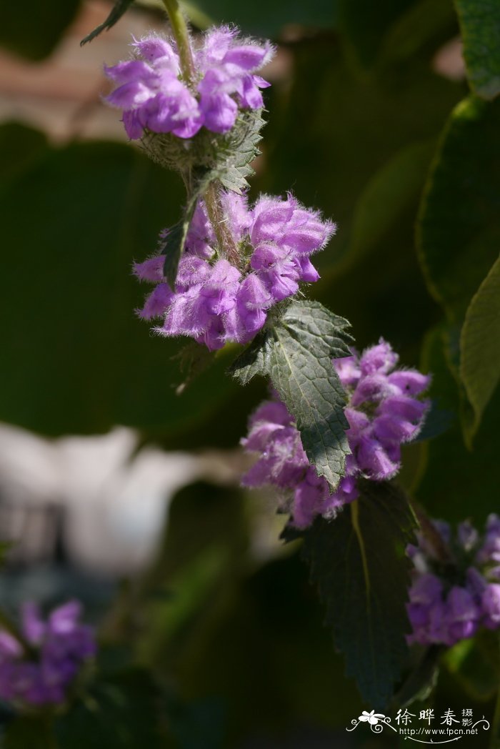 串铃草Phlomis mongolica