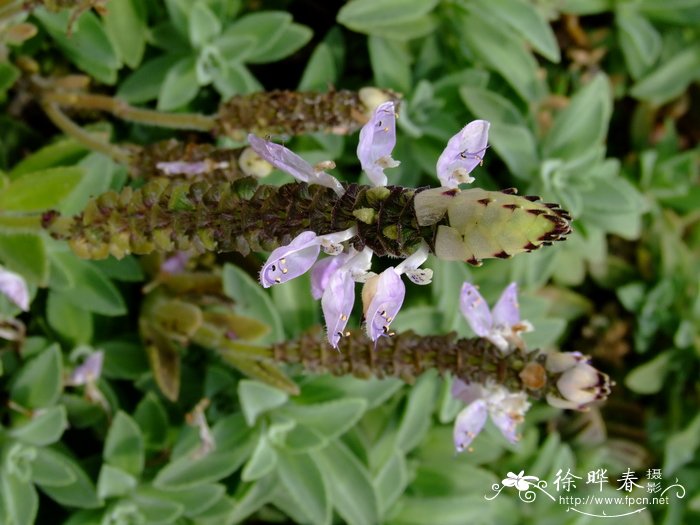 龙虾花Plectranthus neochilus