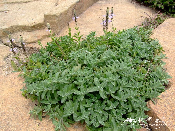 龙虾花Plectranthus neochilus