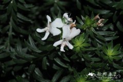 灌木迷南香Westringia fruticosa
