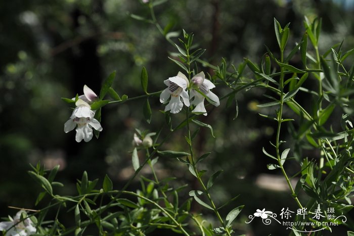 黑纹木薄荷Prostanthera striatiflora
