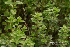 甘牛至Origanum majorana