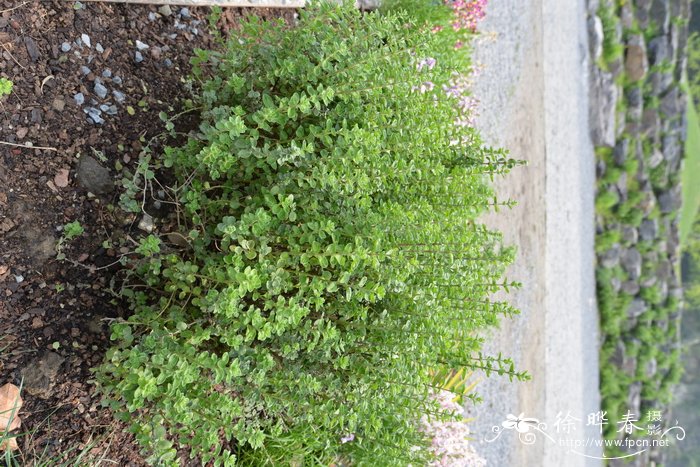 甘牛至Origanum majorana