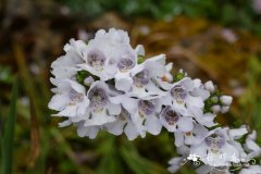 楔叶木薄荷Prostanthera cuneata