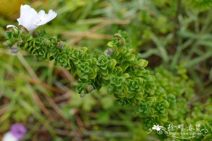 楔叶木薄荷Prostanthera cuneata