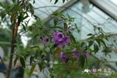 卵叶木薄荷Prostanthera ovalifolia