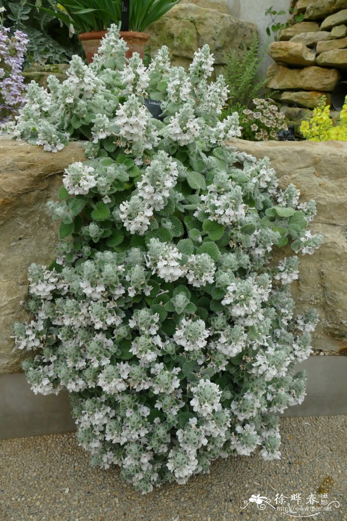  岩生水苏Stachys saxicola