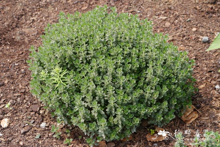 粉花香科科Teucrium chamaedrys
