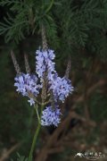 加拿利薰衣草Lavandula canariensis
