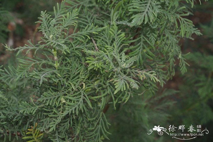 加拿利薰衣草Lavandula canariensis