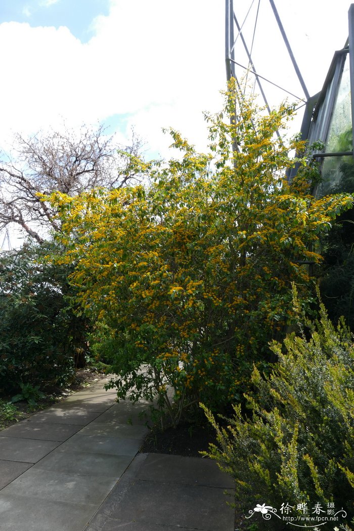 齿叶金柞Azara serrata